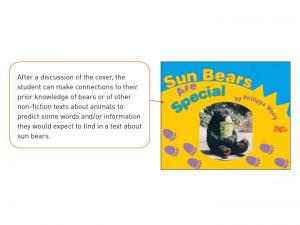Yr3_Sun bears are special_Lightbox-1